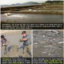 강화갯벌장어영어조합법인 이미지