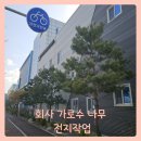 산업로155번길 | 회사 가로수 나무 전지작업