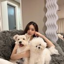 프리지아 이미지