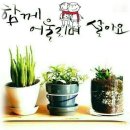빨간머리앤 Daum카페