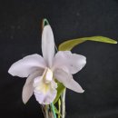 완료//Cattleya Angela /안젤라 이미지
