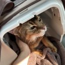 태일동물치과병원 이미지