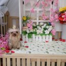 쪼쪼애견 이미지