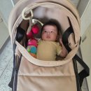 에덴청과모스테라