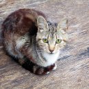 송파원동물병원 이미지