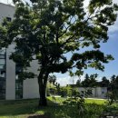 호근머들 이미지