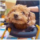 다사랑동물병원 이미지