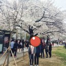 [벚꽃축제] 전국 개화시기 및 전국 벚꽃명소 소개.