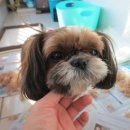 개털깎는여자 이미지