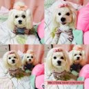 마도로스박 | 내돈주고 산 마도로스펫북어트릿 후기