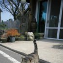 제주나그네 이미지