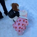 강촌 | 춘천 썰매장 엘리시안 강촌 눈썰매장 후기