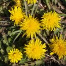 민들래농원 이미지