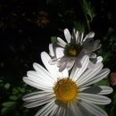 서흥농장 이미지