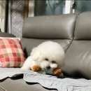혜성쇼파 이미지