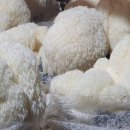 나나농장 이미지