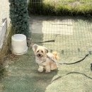 견달산로 | 고양 일산 애견운동장 애견유치원 실내수영장 펫츠힐 내돈내산 후기