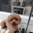 마주봄 애견미용실 이미지