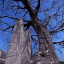 삼우 카 프라자 이미지