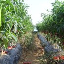 빨간고추 이미지