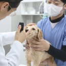 위더스동물병원 | 광진구동물병원 어딜 가야 할까 고민되실 때, 읽으면 좋을 글