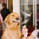 딜리셔스 이미지