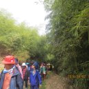 대숲여행 이미지