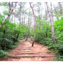 입화산참살이숲 이미지