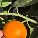 우주농장 이미지