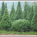 주목나무집 이미지