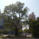 느티나무 이미지