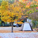 들꽃여울캠핑장 이미지