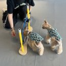 멍스쿨 전주애견유치원 애견호텔 이미지