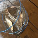 훼미리낚시터 | 도비도 좌대낚시 숭어 만선 힐링시간