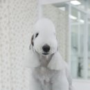 플로라 그루밍독 네이버블로그