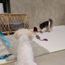 름자펫살롱 이미지