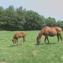 유정목장 이미지