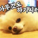 표나개 반려애견 미용실 이미지