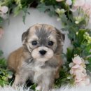 대구강아지분양 도로시펫 이미지