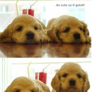 예쁜강쥐 이미지