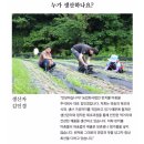 강원도와송 이미지