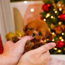 스누피독 miniteacuppuppy 이미지