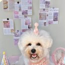 아가펫살롱 이미지