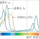 광만농장 | 필립스 LED 가정용 식물램프 2년사용 후기(매우 잘 자람 주의)