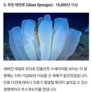 서수한무거북이와두루미삼천갑자동방석…. 이미지