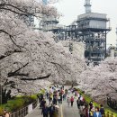 일반산업단지(정문)-좌 | 인천 SK석유화학 벚꽃동산 벚꽃 축제 기간, 입장료, 주차장