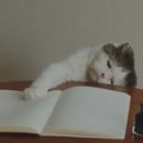 영어(온라인) 네이버블로그