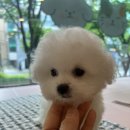 김해 강아지분양 고양이분양 도그하우스 외동점 이미지