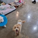 똑똑독 | [노원 애견유치원] 노원 똑똑독 애견 유치원 후기