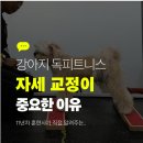 포멀독 반려견센터 | 강아지 자세교정 독피트니스 후기, 저희 센터 프로그램을 소개합니다